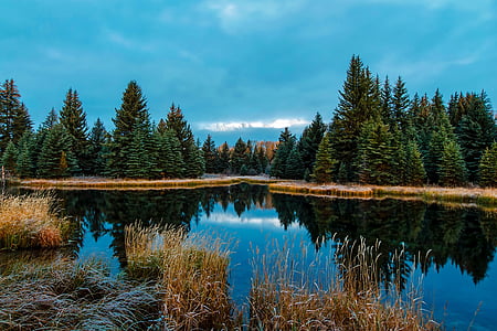 green trees near river during daytime thumbnail