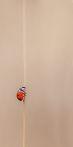 red ladybug on stick thumbnail