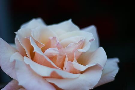 shallow focus photography of white flower thumbnail
