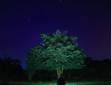 green tree thumbnail