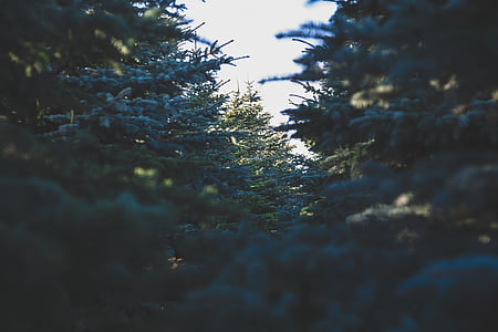 sunlight over pine trees thumbnail