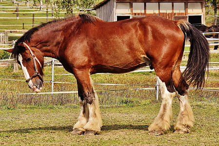 brown horse thumbnail