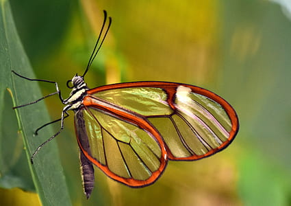 close up photo of brown and black glasswing butterfly on green leaf thumbnail