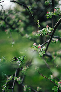 Close-ups of leaves, flowers and fruit on trees, part 1 thumbnail