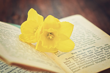 yellow daffodils on top of an opened book thumbnail