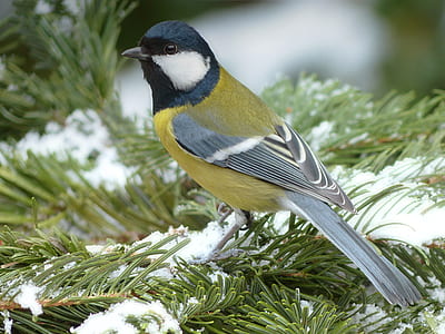 close photography of yellow, gray, and black bird on top of green plant thumbnail