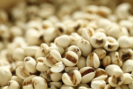 white corn grains thumbnail