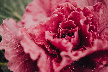 close up photography of red petaled flower thumbnail