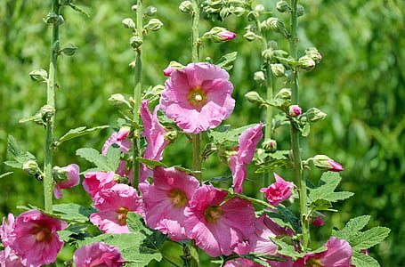 flower arrangement thumbnail