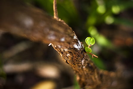 green leafed tree tilt shift photography thumbnail