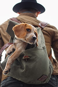 man carrying brown and white beagle in bag thumbnail