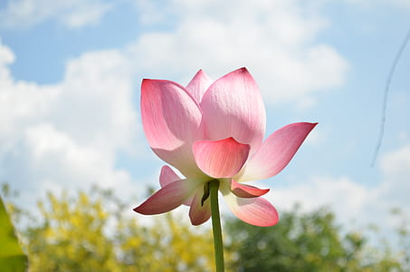 pink lotus flower in close up photography thumbnail