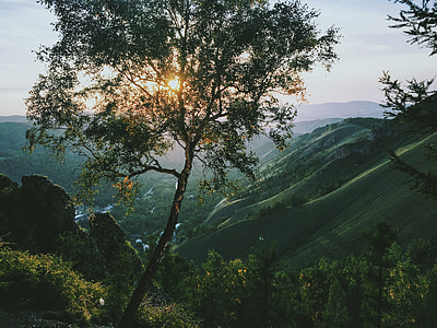 tree on mountain with sun rays thumbnail