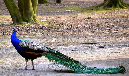 peacock on ground near tree at daytime thumbnail