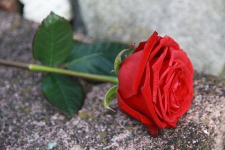 selective focus photography of red rose thumbnail