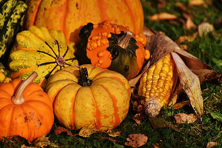 pumpkins and corn on green grass thumbnail