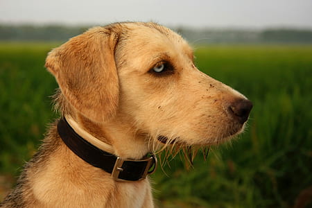 closeup photography of short-coated tan dog thumbnail