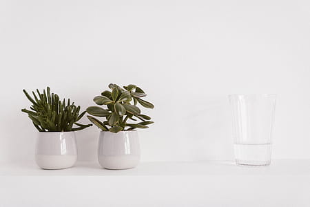 Two Round Ceramic Potted Green Plants and Liquid Filled Clear Drinking Glass thumbnail