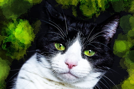 shallow focus photography of bicolor cat thumbnail