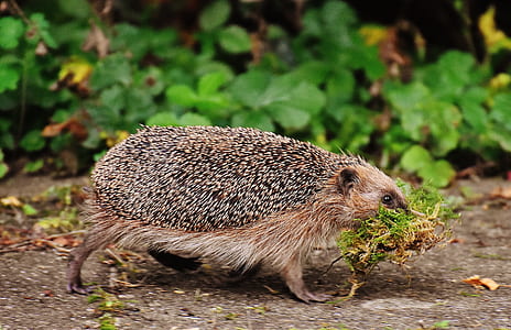 brown hedgehog carrying green grass thumbnail