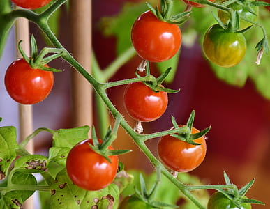 ripe and unripe tomatoes thumbnail