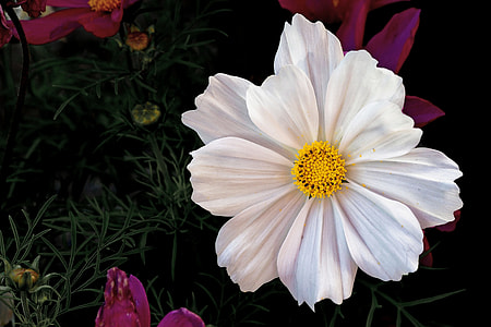 Cosmea, Leaflet Leaved Schmuckblume thumbnail