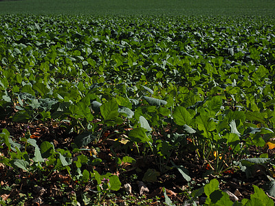 Winter Oilseed Rape, Green Manure thumbnail