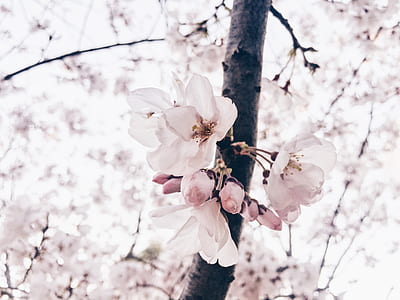 white petaled flowering tree thumbnail