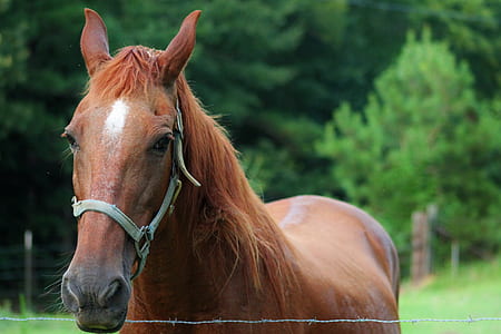 selective focus photography of brown horse thumbnail