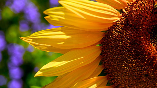 macro photography of sunflower thumbnail