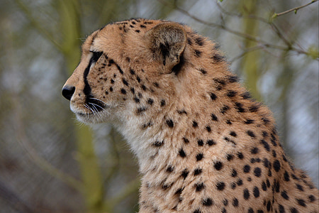 closeup photo of cheetah thumbnail