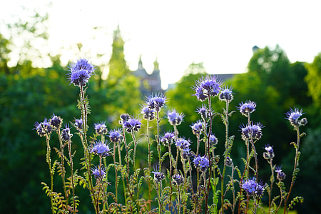 close up photography of purple thistle flowers thumbnail