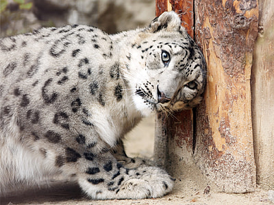selective focus photography of white and black tiger laying his head on body of tree thumbnail