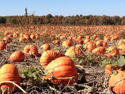 squash field thumbnail
