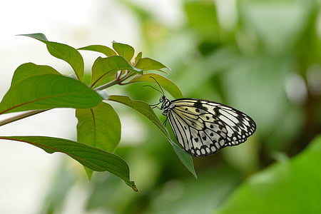 shallow focus photography white and black butterfly on top of green leafe thumbnail