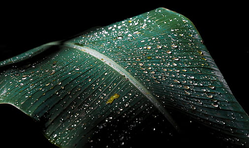 green leaf with morning dew thumbnail