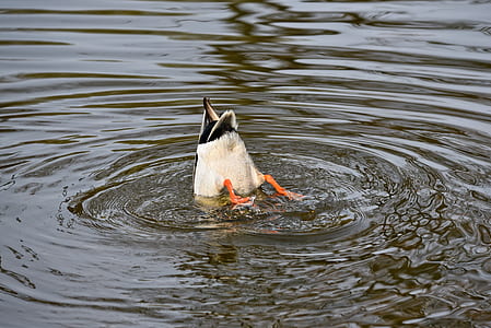 duck diving on body of water thumbnail