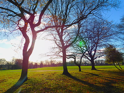 Bare Trees thumbnail