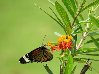 monarch butterfly perched on yellow flower thumbnail