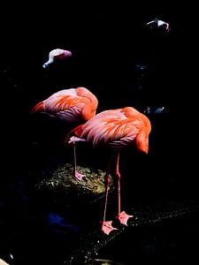 two flamingos standing on rocks thumbnail