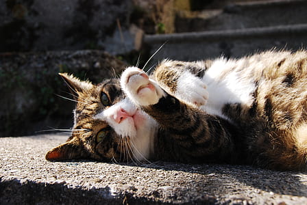 tortoiseshell cat lying on concrete floor thumbnail