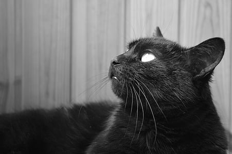 black cat looking upward grayscale photography thumbnail