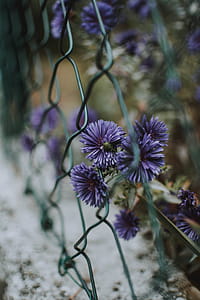 Purple Flowers On Green Chain Link Fence thumbnail