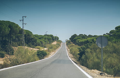 gray road surrounded by green leaf trees thumbnail
