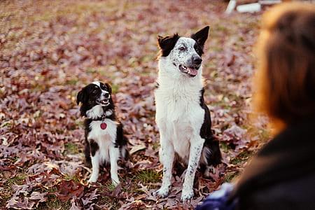 person standing in front of the two dogs thumbnail