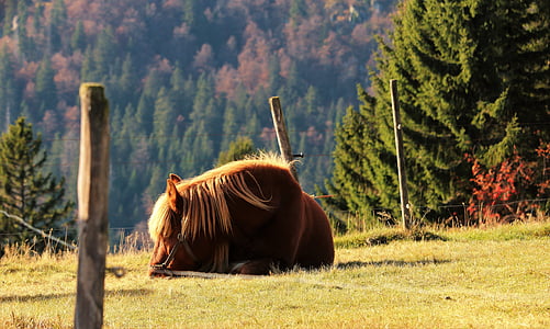 brown horse lying on grass near wooden posts thumbnail