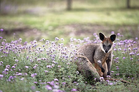 photo of wallaby on purple flower field thumbnail
