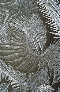 close-up photo of grey leaves artwork thumbnail