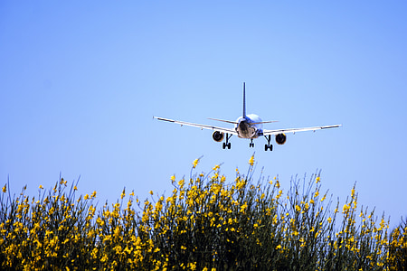 white and blue aircraft flying above yellow flowering plants thumbnail