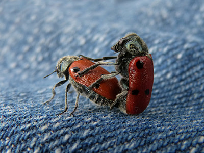 Mating, Copulation thumbnail